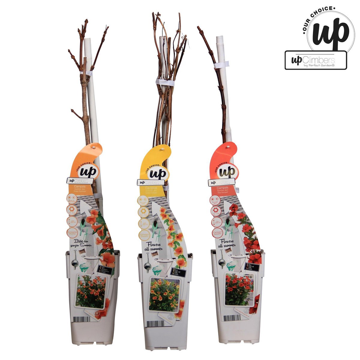 Campsis Summer Set 3er | Trompetenblume Mix Gold Fire Indian Summer