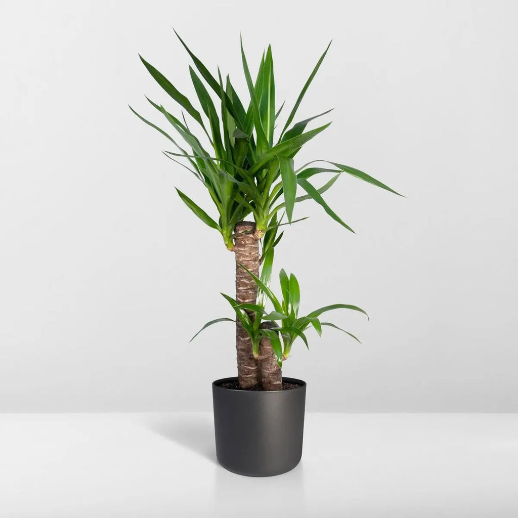Yucca elephantipes Ø17 cm – ca. 85 cm, Palmlilie, pflegeleichte Zimmerpflanze - Pille Gartenwelt