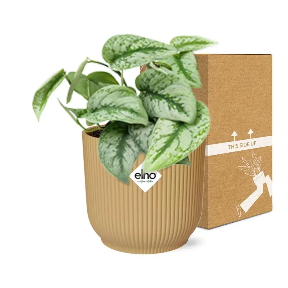 Scindapsus gemalt 'Trebie' in Elho Vibes Fold 14 cm Geel MEERgroothandel Planten