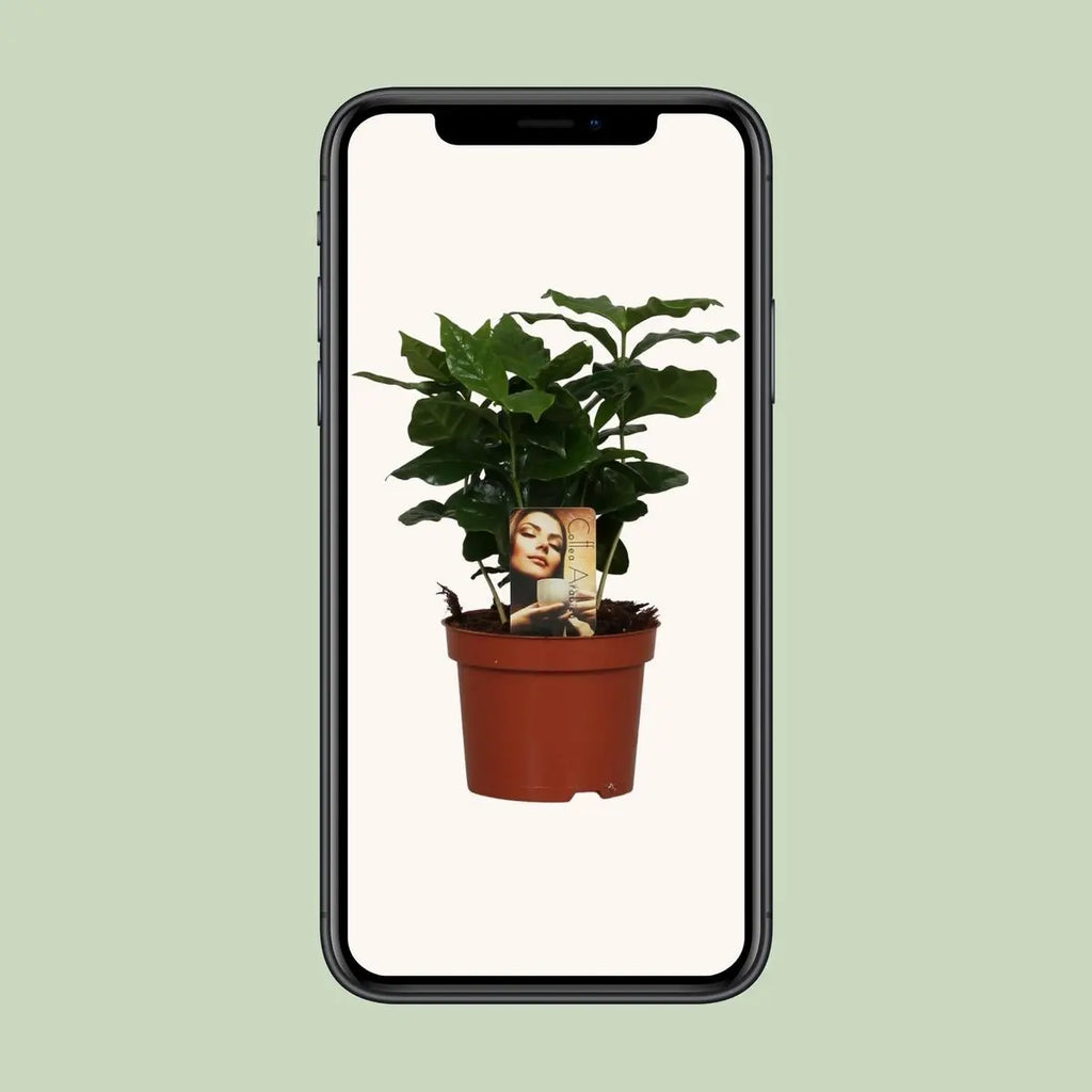 Coffea Arabica - Ø12cm - ↕25 cm MEERgroothandel Planten