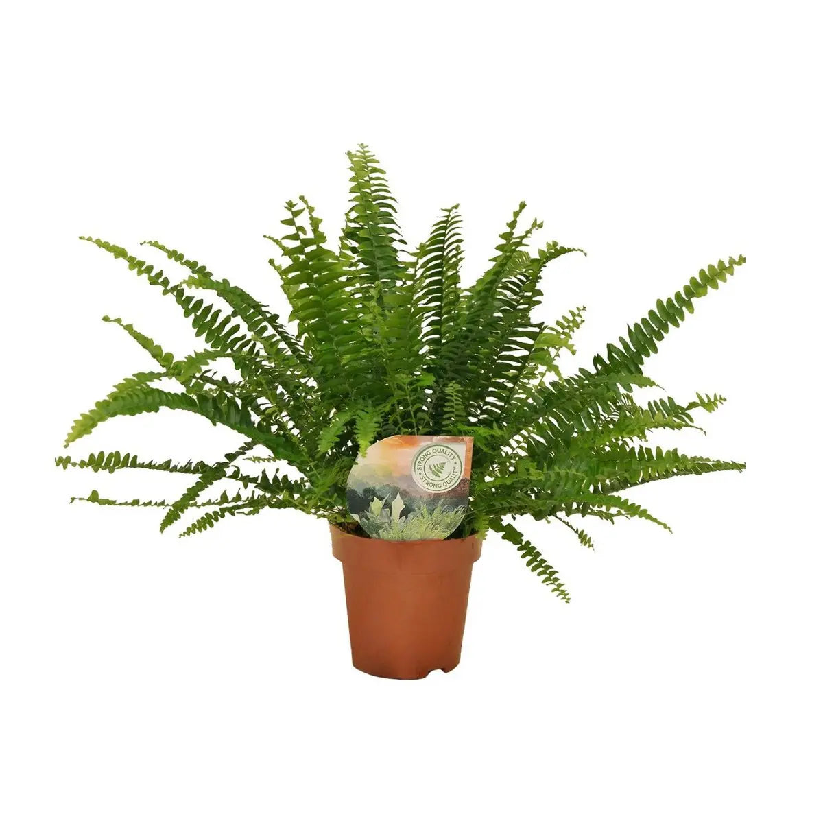Nephrolepis Green Lady - Ø12cm - 30 cm MEERgroothandel Planten