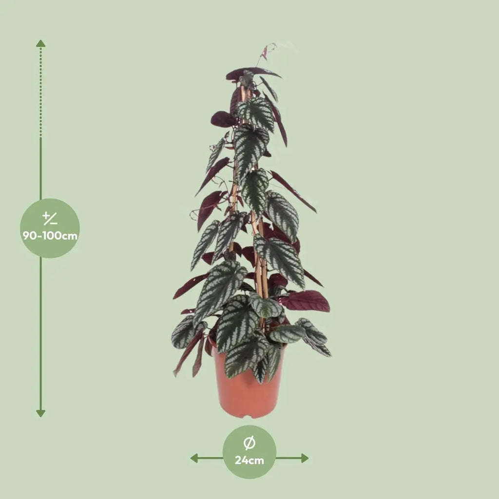 Cissus discolor Piramid – P24, ca. 100 cm – dekorative Kletterpflanze - Pille Gartenwelt