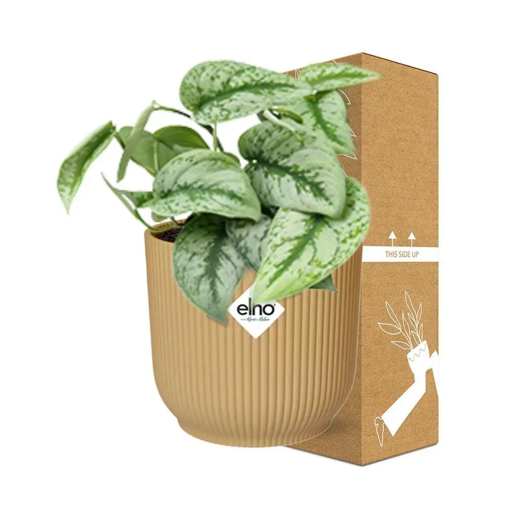 Scindapsus gemalt 'Trebie' in Elho Vibes Fold 14 cm Geel MEERgroothandel Planten