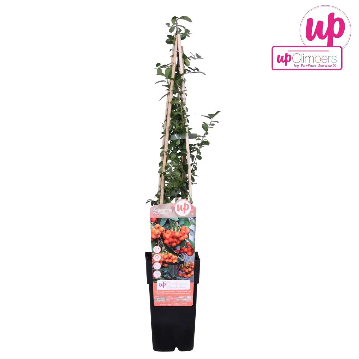 Pyracantha 'Orange Glow' - Ø15cm - ↕65 cm MEERgroothandel Planten
