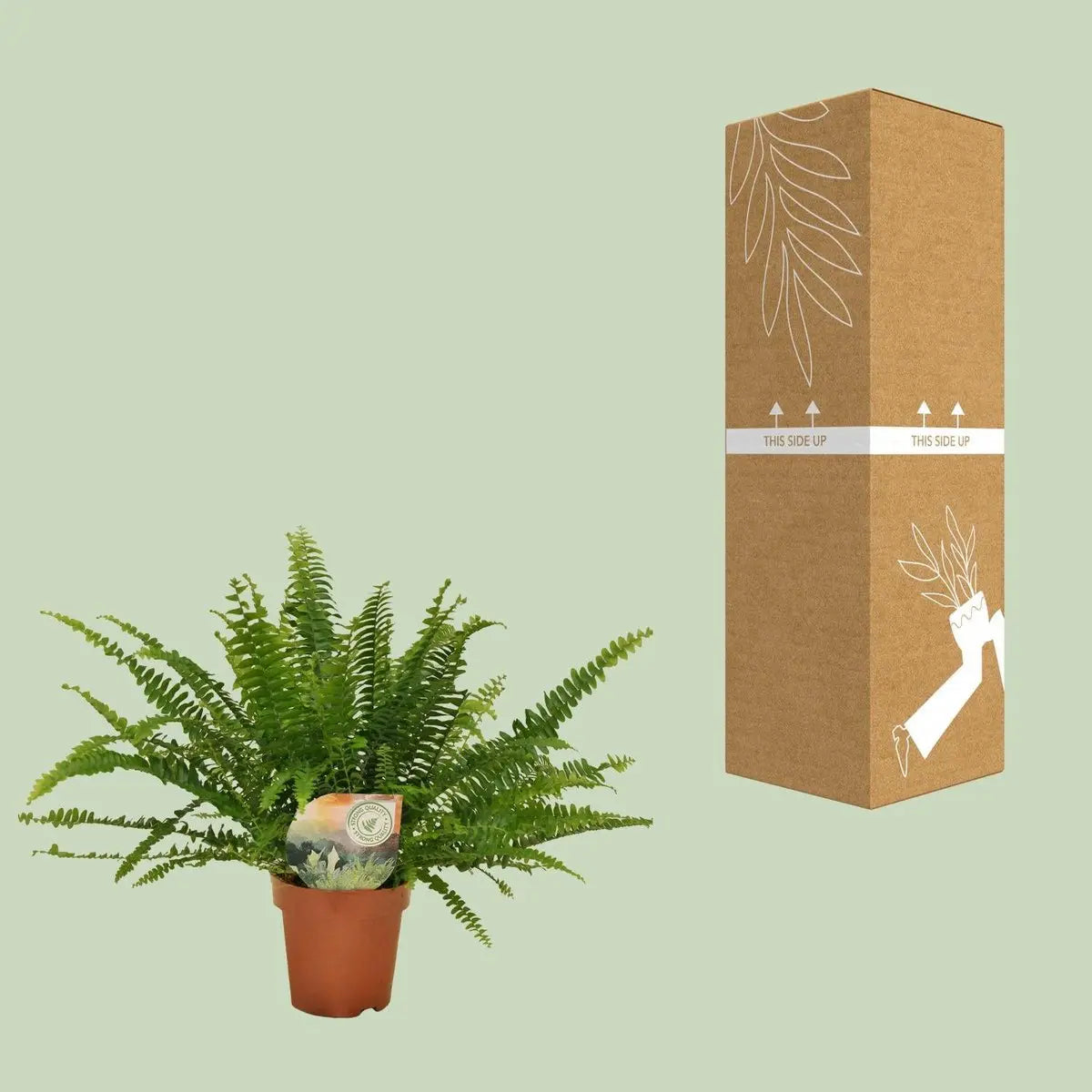 Nephrolepis Green Lady - Ø12cm - 30 cm MEERgroothandel Planten