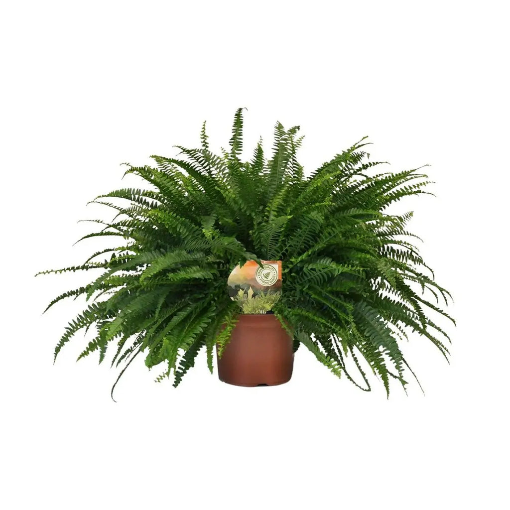 Boston-Farn Nephrolepis Green Lady - Ø19cm - ↕60 cm