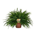 Boston-Farn Nephrolepis Green Lady - Ø19cm - ↕60 cm