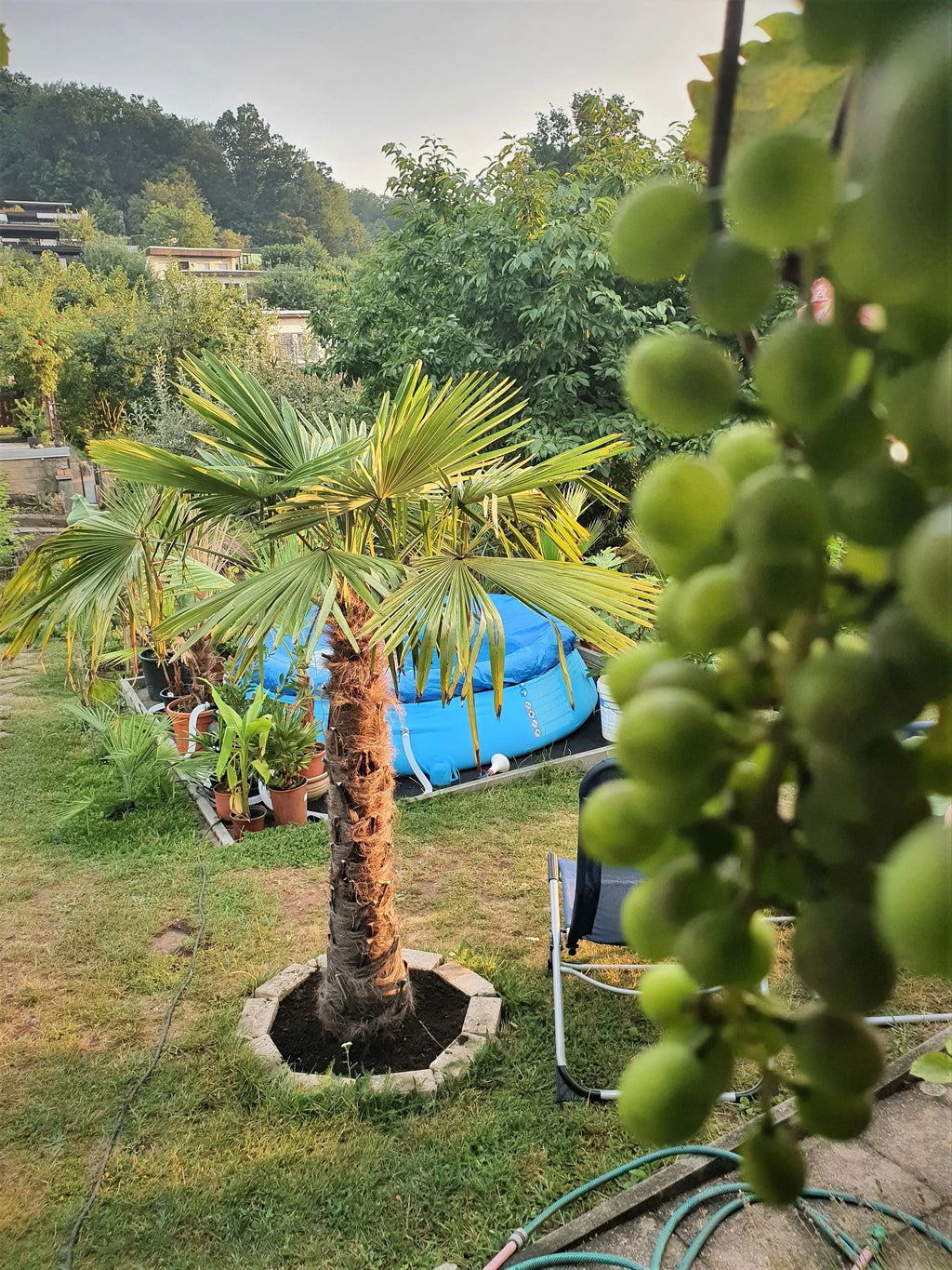 Trachycarpus fortunei - Chinesische Hanfpalme aus Freilandzucht