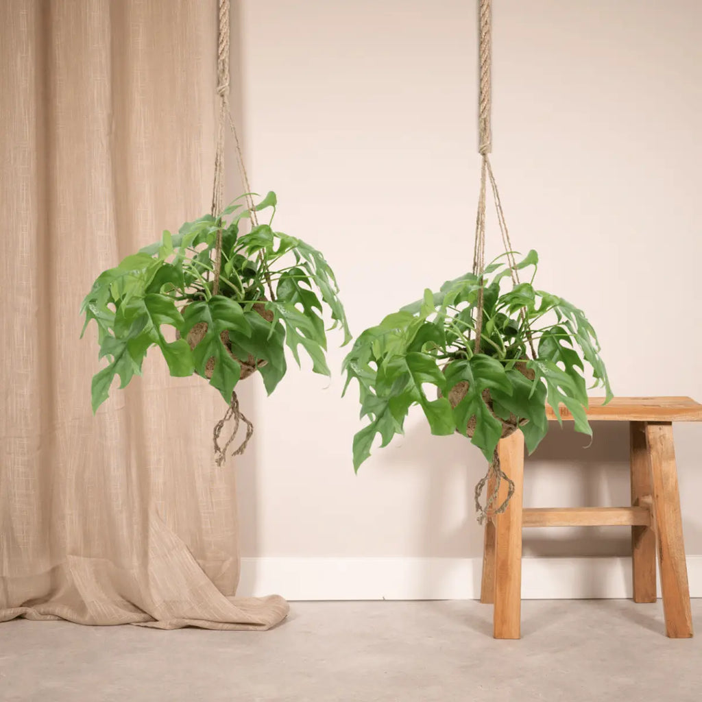 Kokodama Monstera minima hängen (Lochpflanze) - 2 Teile - Ø15 cm - ↕25 cm MEERgroothandel Planten