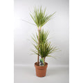 Dracaena Sunray 60-30-15 | [P21-H120] MEERgroothandel Planten