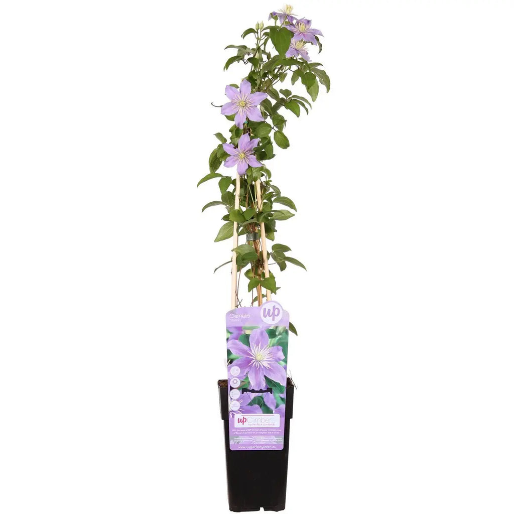Clematis ‘Justa’  - Ø15 cm - ↕65 cm | winterhart