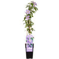 Clematis ‘Justa’  - Ø15 cm - ↕65 cm | winterhart