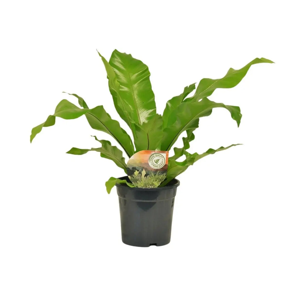 Vogelnest-Farn Begonia nest - Ø17cm - ↕60 cm