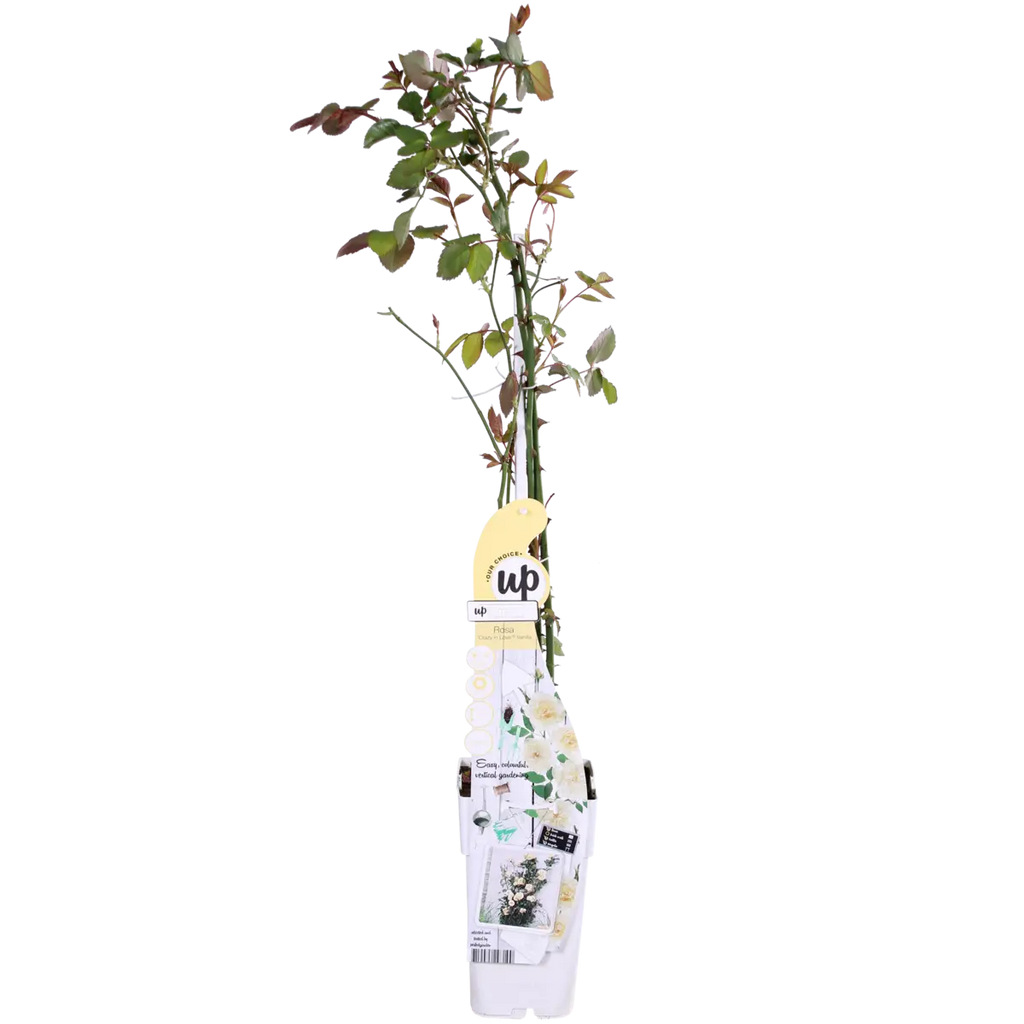 Rosa Crazy in Love 'Vanille' - Creme Kletter-Rose - Ø15cm - ↕65cm - Pille Gartenwelt