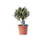 Olea europaea Stämmchen Ø13 cm – ca. 21 cm, Olivenbaum mini & mediterran - Pille Gartenwelt