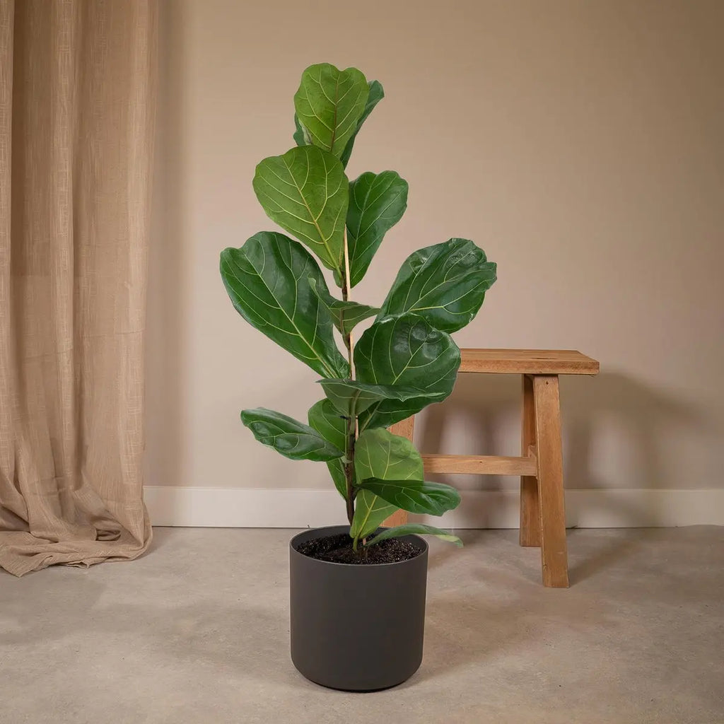 Ficus Lyrata - Gummipflanze - Ø17cm - ↕75cm MEERgroothandel Planten