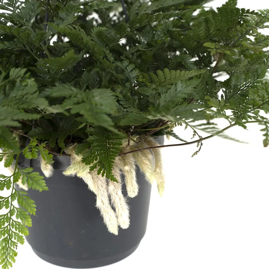 Humata Tyermannii Hang - Tarantelfarn - Ø17cm - ↕20cm - Pille Gartenwelt