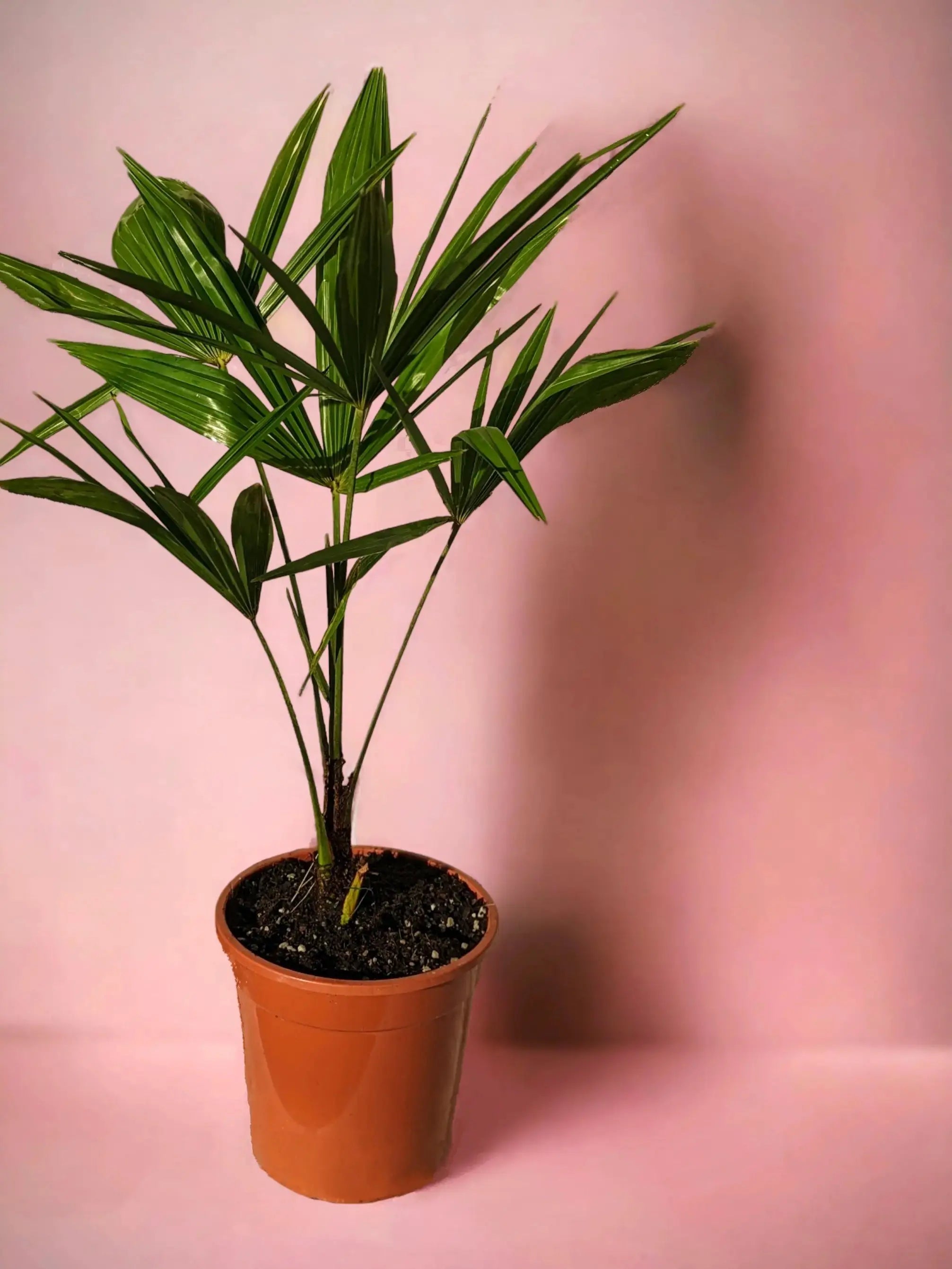 Trachycarpus fortunei - Chinesische Hanfpalme aus Freilandzucht