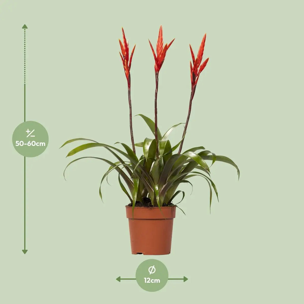 Vriesea Bromelie Ø12 cm ca. 55 cm tropisch pflegeleicht luftreinigend - Pille Gartenwelt