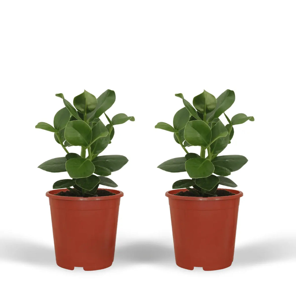 Clusia -Prinzessin (Signaturebaum) - 2 Teile - Ø12cm - ↕15cm