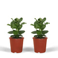 Clusia -Prinzessin (Signaturebaum) - 2 Teile - Ø12cm - ↕15cm