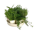 Kräutermischung auf Zinkschale (7 Pflanzen) | [P25-H20] MEERgroothandel Planten