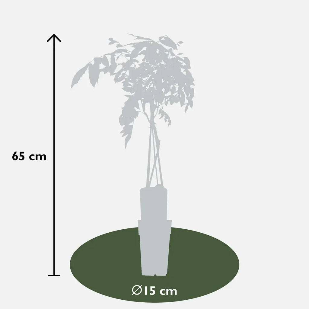 Wisteria sinensis 'prolific' - blauer Regen - Ø15 cm - ↕65 cm - Pille Gartenwelt