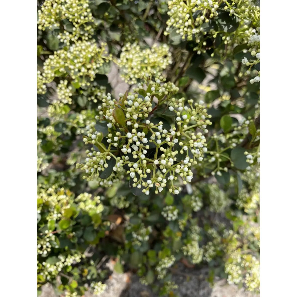 Viburnum 'Fairy Stars'® - ↕20cm - Ø13 cm | Immergrüner Schneeball, kompakt & blühfreudig - Pille Gartenwelt