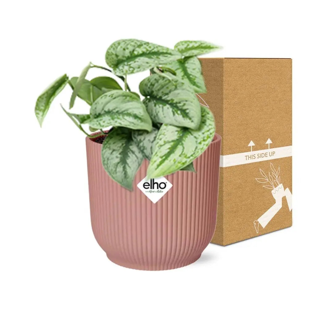 Scindapsus bemalt 'Trebie' in Elho -Vibes 14 cm Roze falten MEERgroothandel Planten
