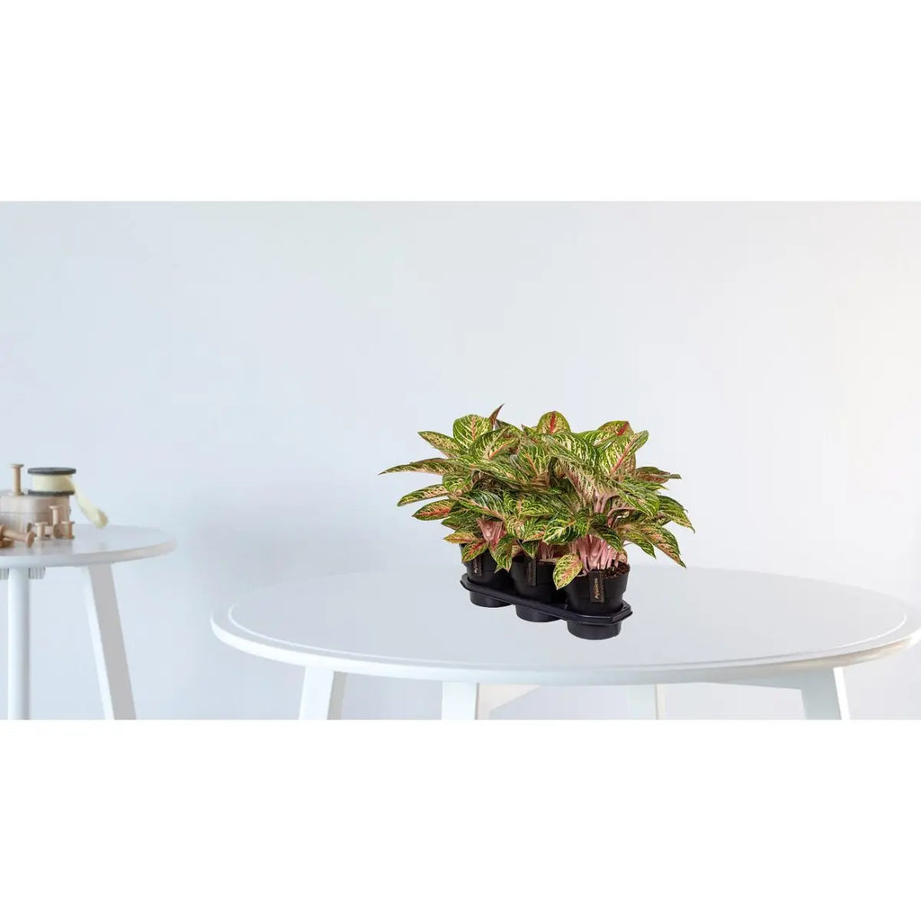 Aggalema Coco Mlont [P19-H60] MEERgroothandel Planten