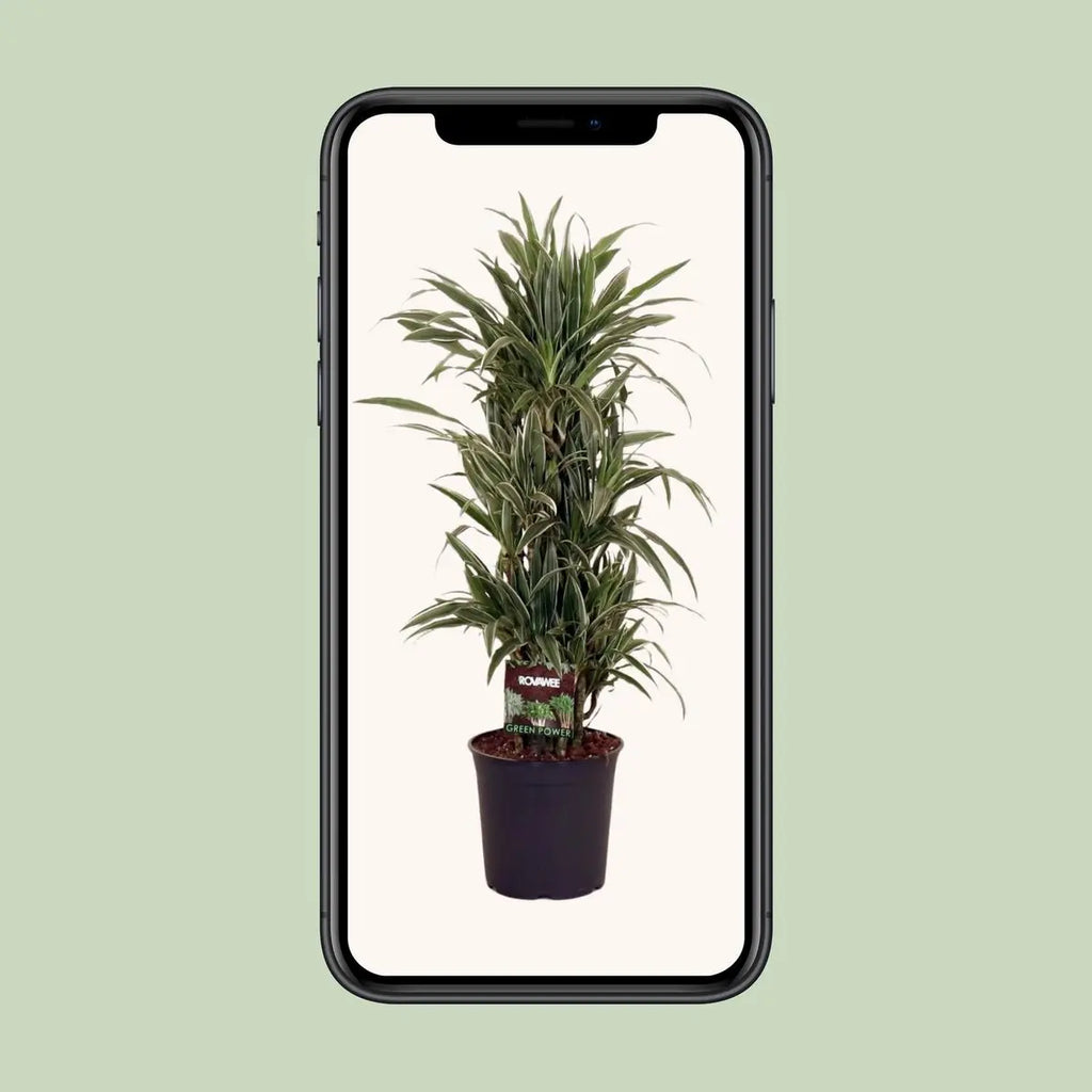 Dracaena fragrans ‘Warneckei’ Ø27 cm – ca. 110 cm | Grünpflanze - Pille Gartenwelt
