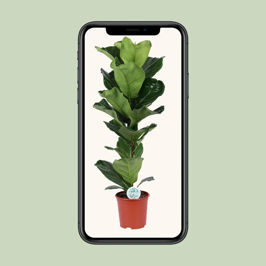 Geigenfeige | Ficus lyrata - Ø21CM - ↕90 cm