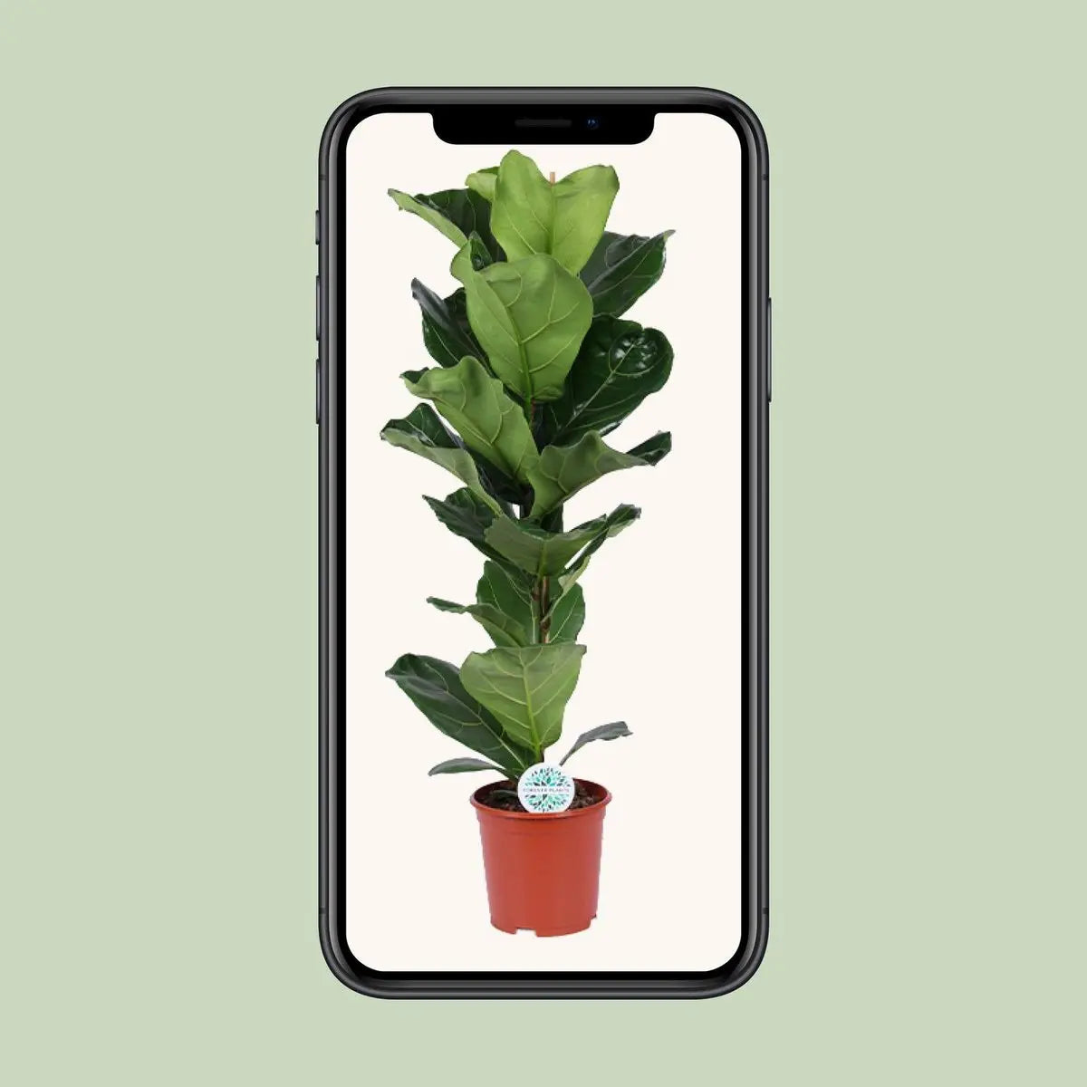 Geigenfeige | Ficus lyrata - Ø21CM - ↕90 cm