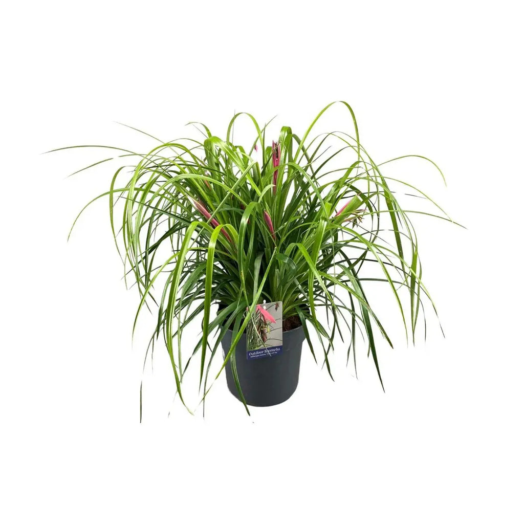 Königinstränen – bogenförmige Blätter und typischer Bromelien-Look