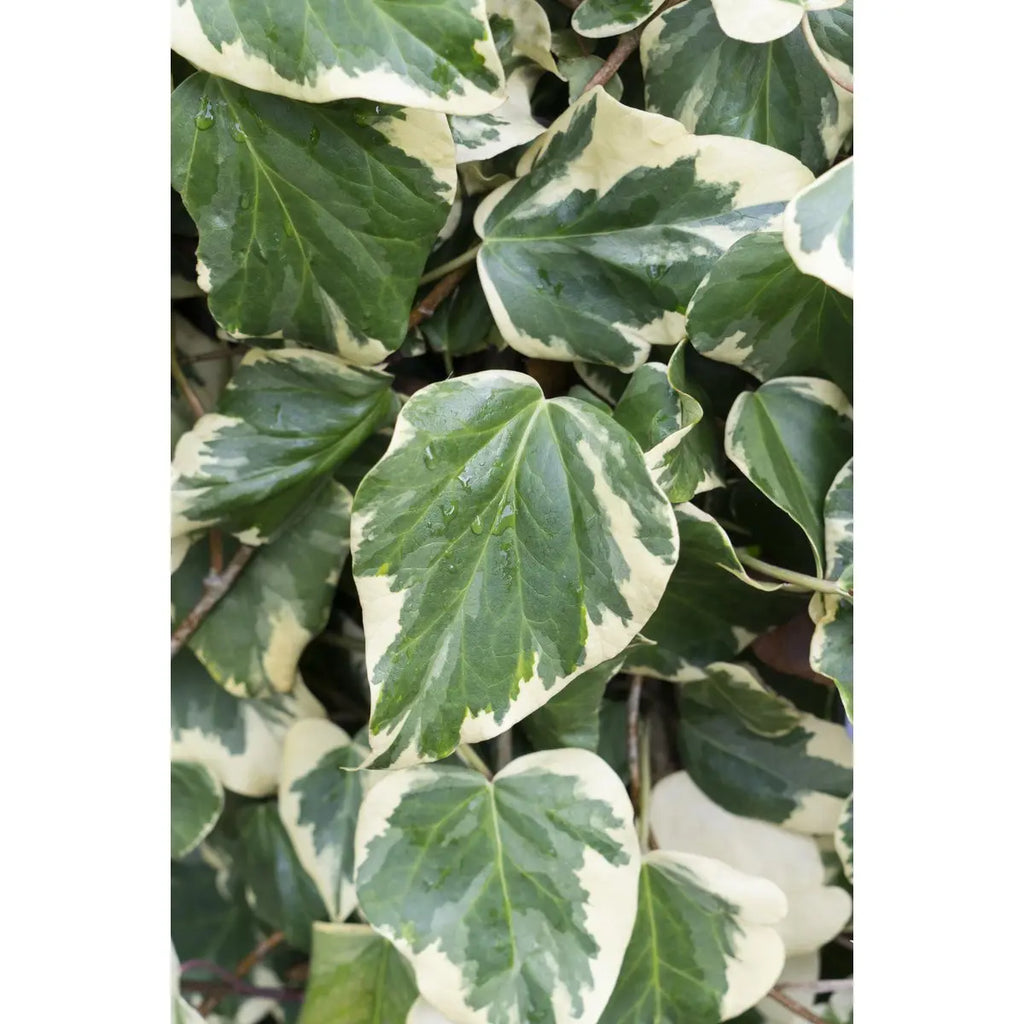 Hedera Colchica 'dentata variegata' - Ø15cm - ↕65 cm