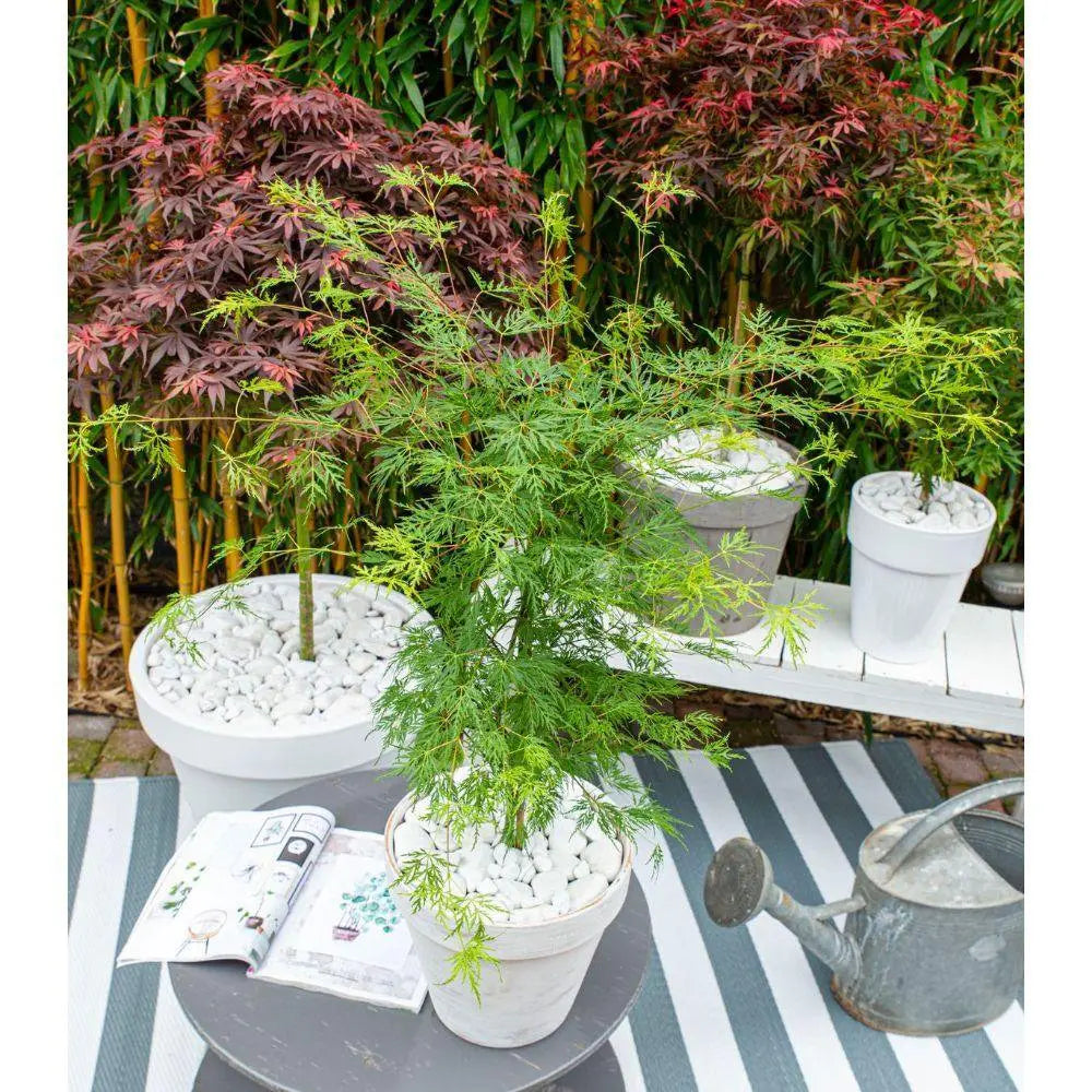 Japanischer Fächerahorn (Fächerahorn ‘Dissectum’) | Acer palmatum ‘Dissectum’ - Pille Gartenwelt