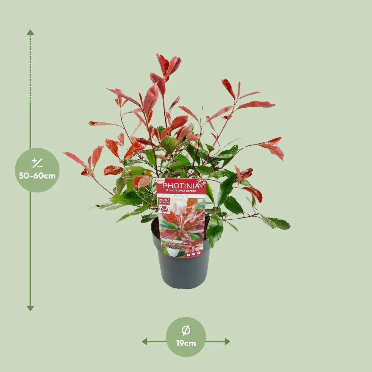 Glanzmispel ‘Pink Marble’ (Photinia × fraseri, syn. ‘Cassini’) - ↕30cm - Ø19cm - Pille Gartenwelt
