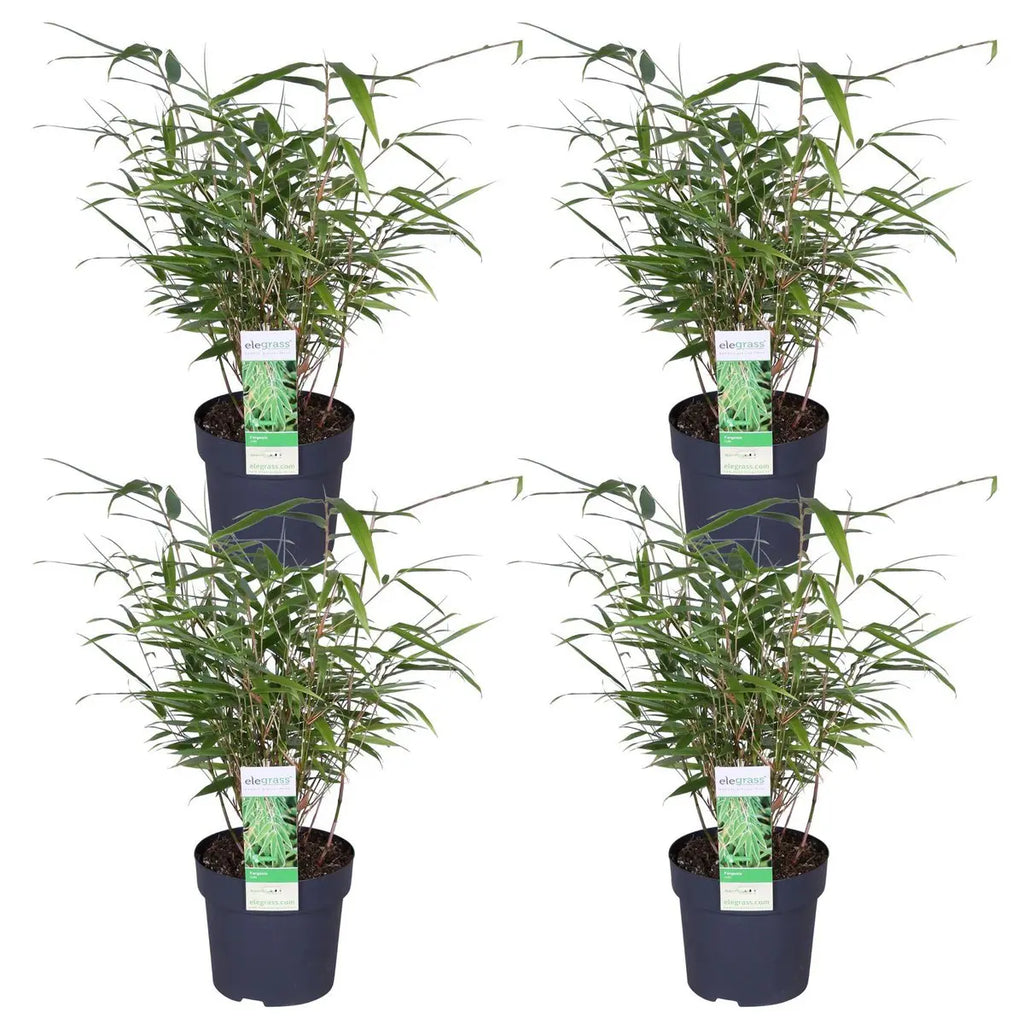4x Fargesia rufa - ↨40 cm - Ø14 MEERgroothandel Planten