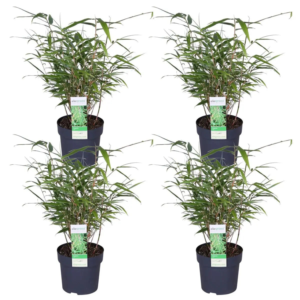 4x Fargesia rufa - ↨40 cm - Ø14 MEERgroothandel Planten