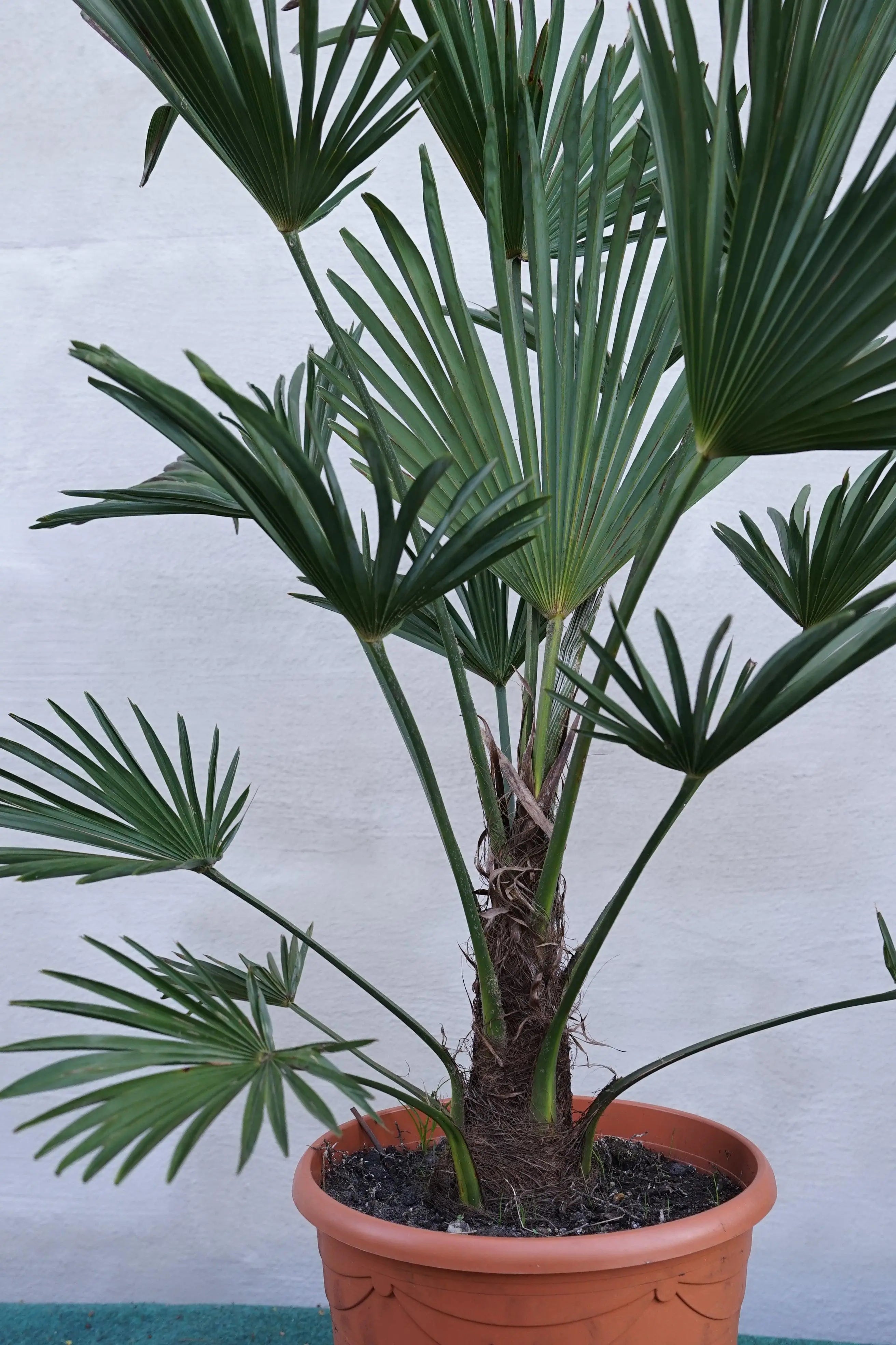 Trachycarpus wagnerianus - Wagner Hanfpalme aus Freilandzucht