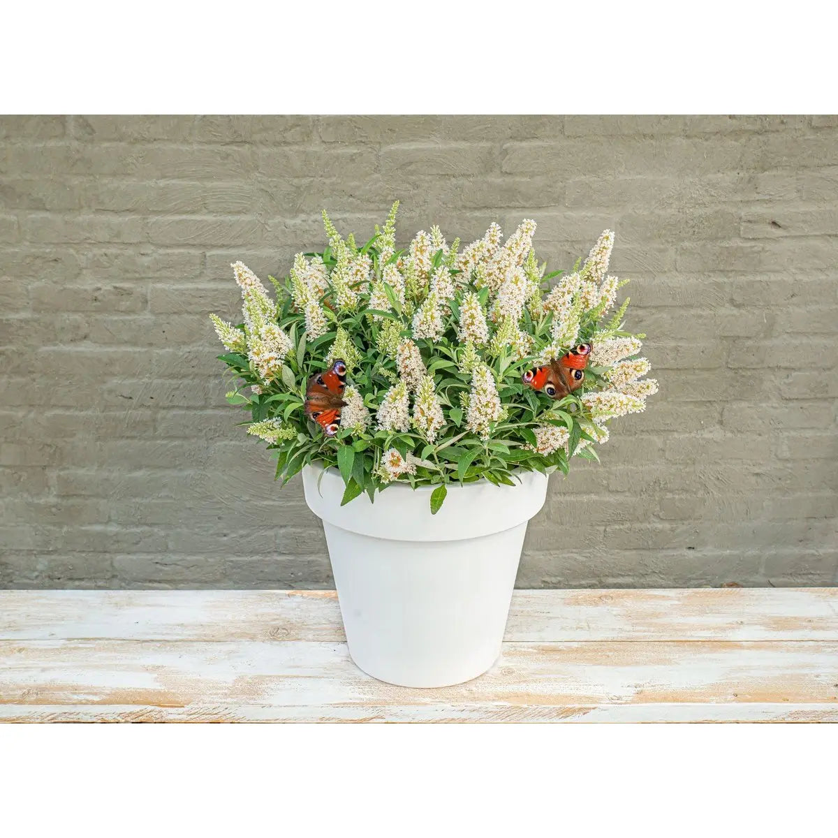 Buddleja Dav. 'Butterfly Candy Little White'® - ↕25 cm - Ø19cm - Pille Gartenwelt