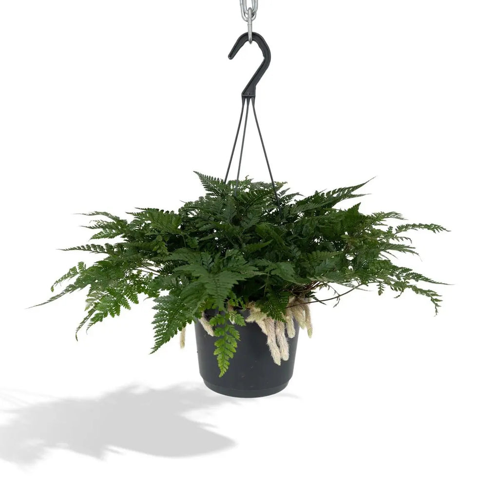 Humata Tyermannii Hang - Tarantelfarn - Ø17cm - ↕20cm - Pille Gartenwelt
