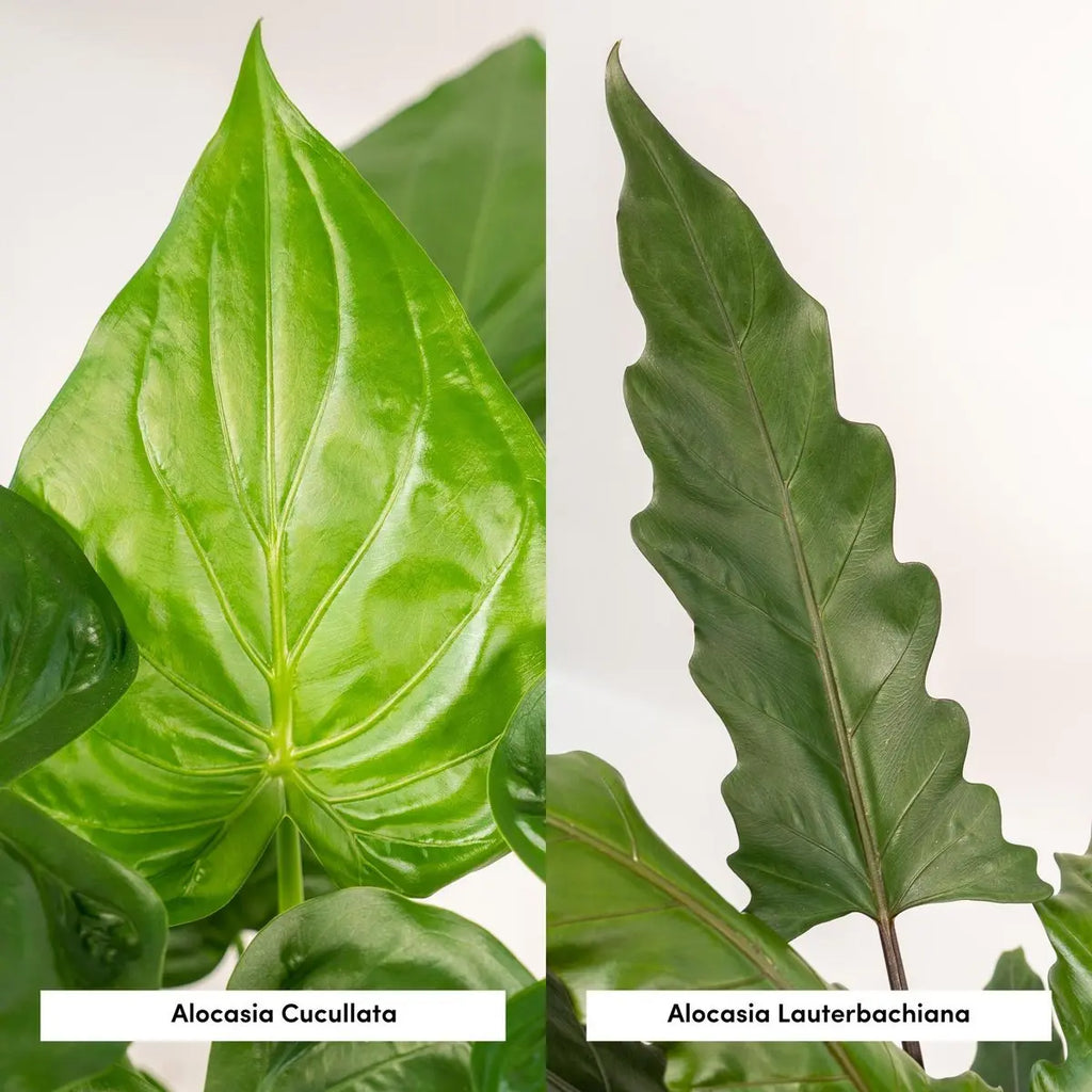 Alocasia cucullata - Ø19cm - ↕60cm + Alocasia lauterbachiana - Ø19cm - ↕75cm + Mand Selin MEERgroothandel Planten