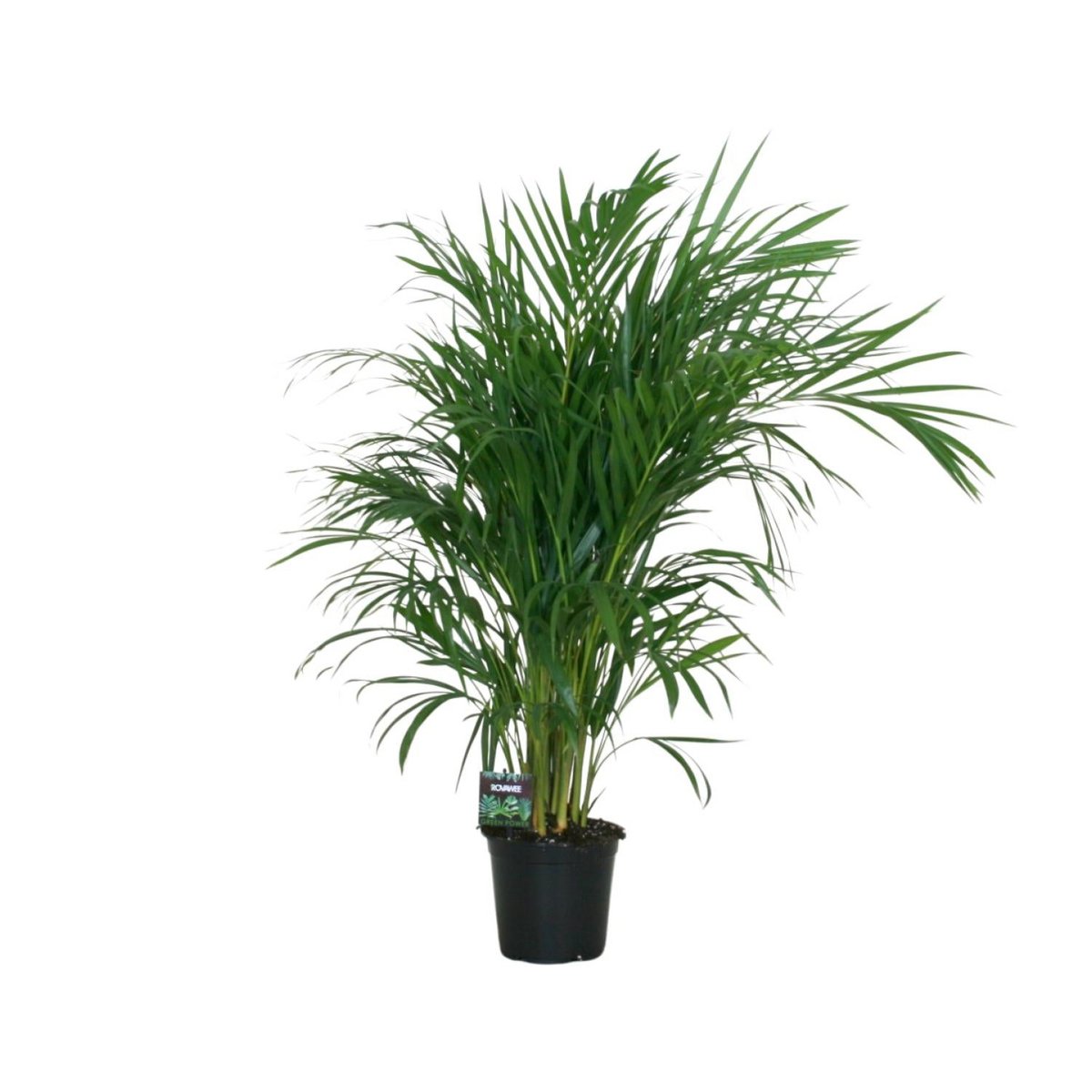 Dypsis Lutescens 120 - Ø19cm - ↕100 cm | Goldfruchtpalme