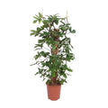Philodendron Pedatum - Ø27cm - ↕130 cm MEERgroothandel Planten