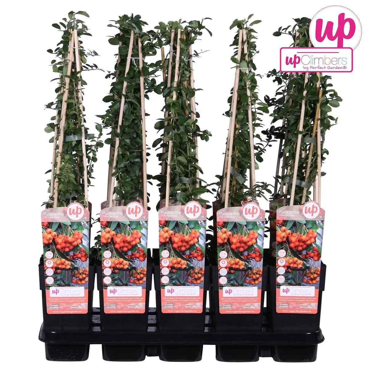 Pyracantha 'Orange Glow' - Ø15cm - ↕65 cm MEERgroothandel Planten