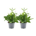 Dracaena Surculosa - 2 Stuks - Ø14cm - ↕40 cm MEERgroothandel Planten