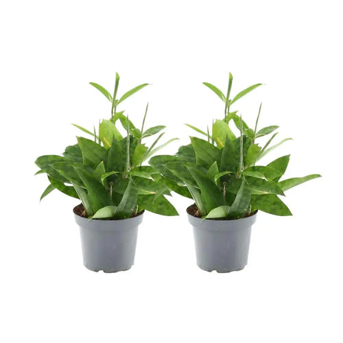 Dracaena Surculosa - 2 Stuks - Ø14cm - ↕40 cm MEERgroothandel Planten
