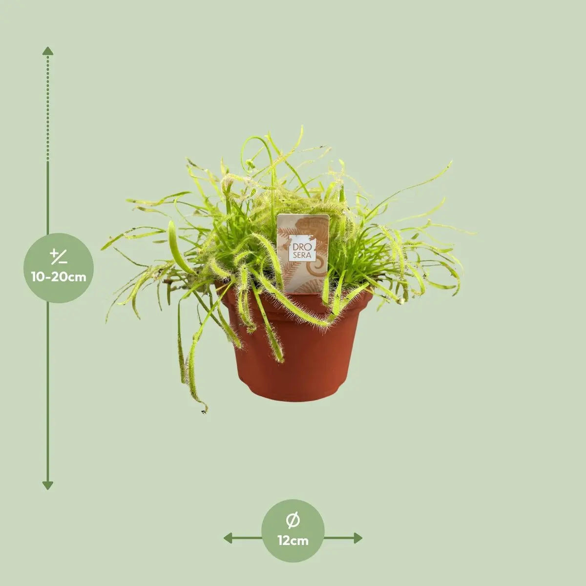Drosera capensis - Ø12cm - ↕17cm | Kap-Sonnentau
