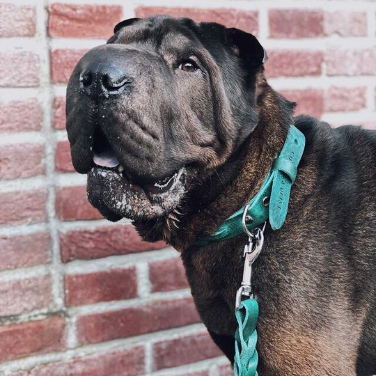 Geflochtenes Hundehalsband Twisted aus Leder – handgemacht, XS–L